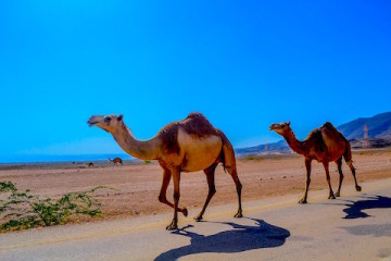 Hump Day Camels